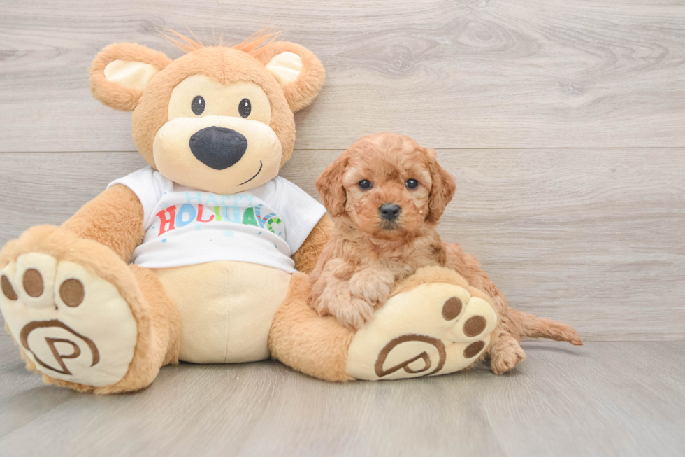 Best Mini Goldendoodle Baby