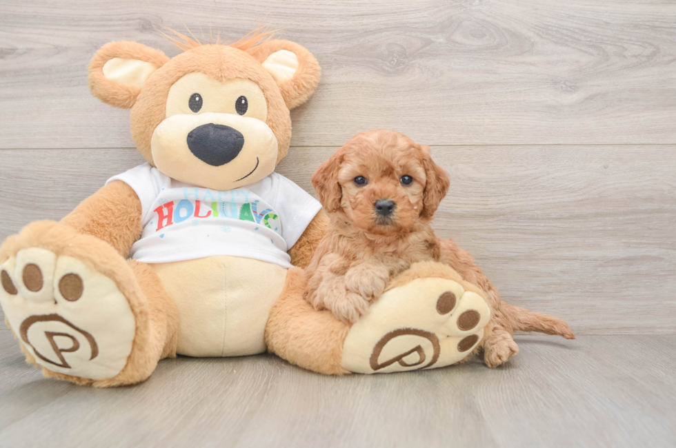 5 week old Mini Goldendoodle Puppy For Sale - Florida Fur Babies