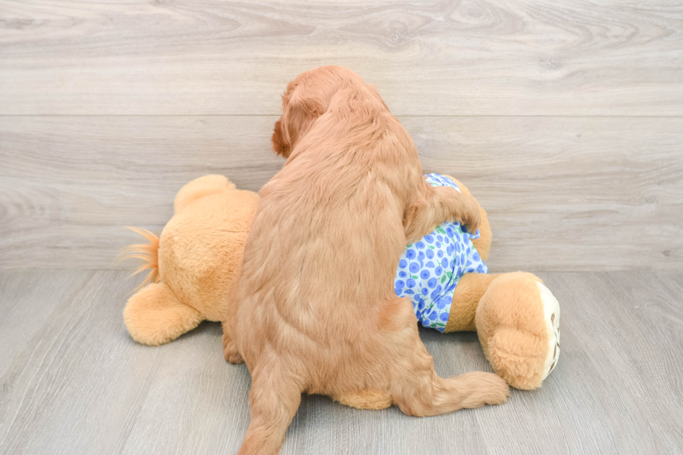 Mini Goldendoodle Pup Being Cute