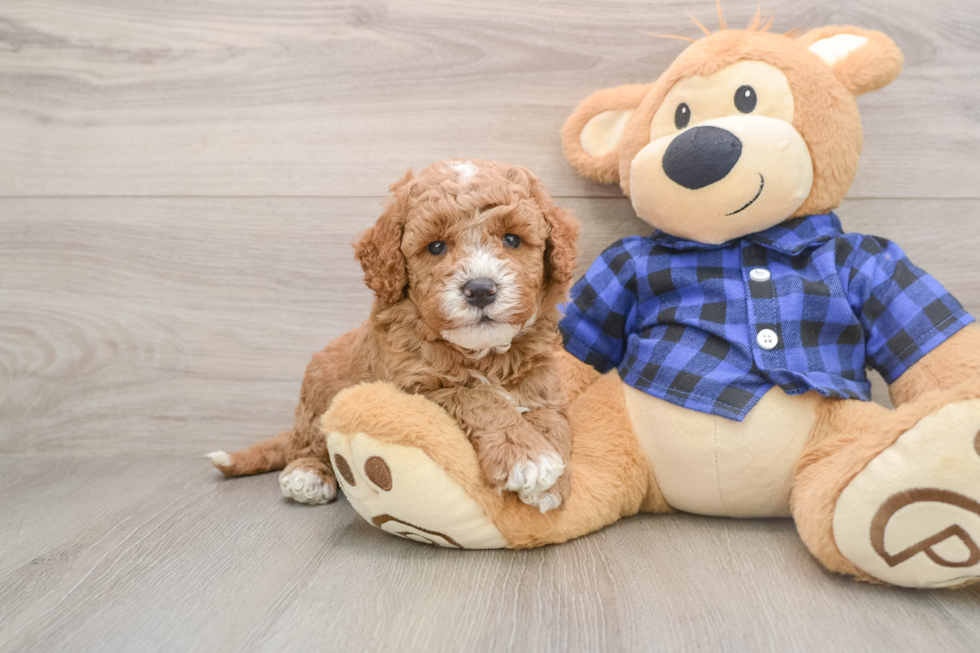 Popular Mini Goldendoodle Poodle Mix Pup