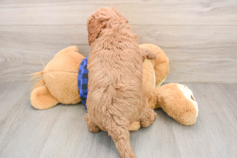 Smart Mini Goldendoodle Poodle Mix Pup