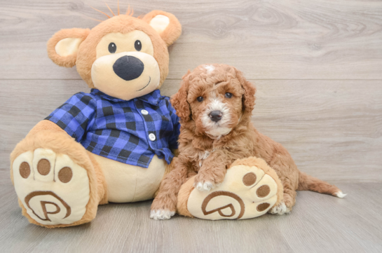 Little Mini Goldenpoo Poodle Mix Puppy