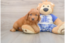 Cute Mini Goldendoodle Baby