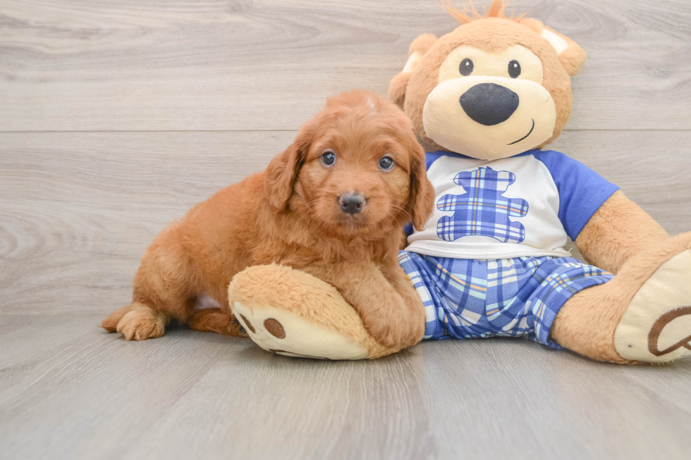 Cute Mini Goldendoodle Baby