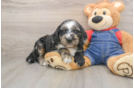 Mini Goldendoodle Pup Being Cute