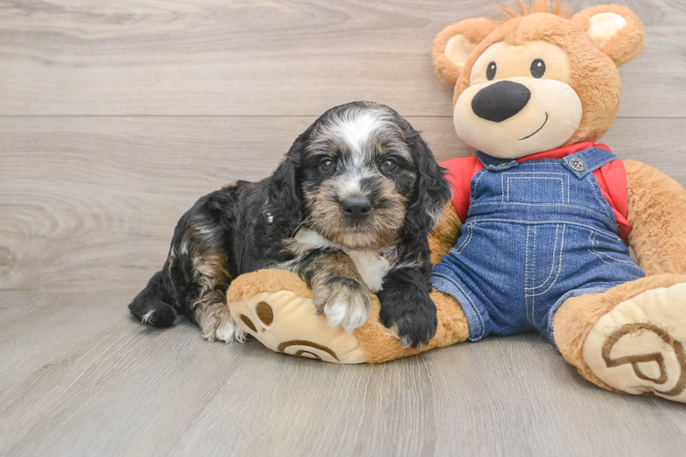 Mini Goldendoodle Pup Being Cute