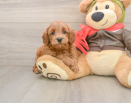7 week old Mini Goldendoodle Puppy For Sale - Florida Fur Babies