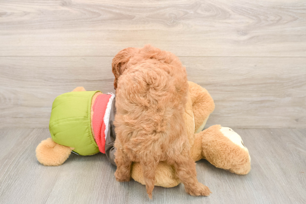 Mini Goldendoodle Pup Being Cute