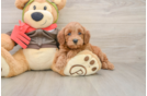 Popular Mini Goldendoodle Poodle Mix Pup