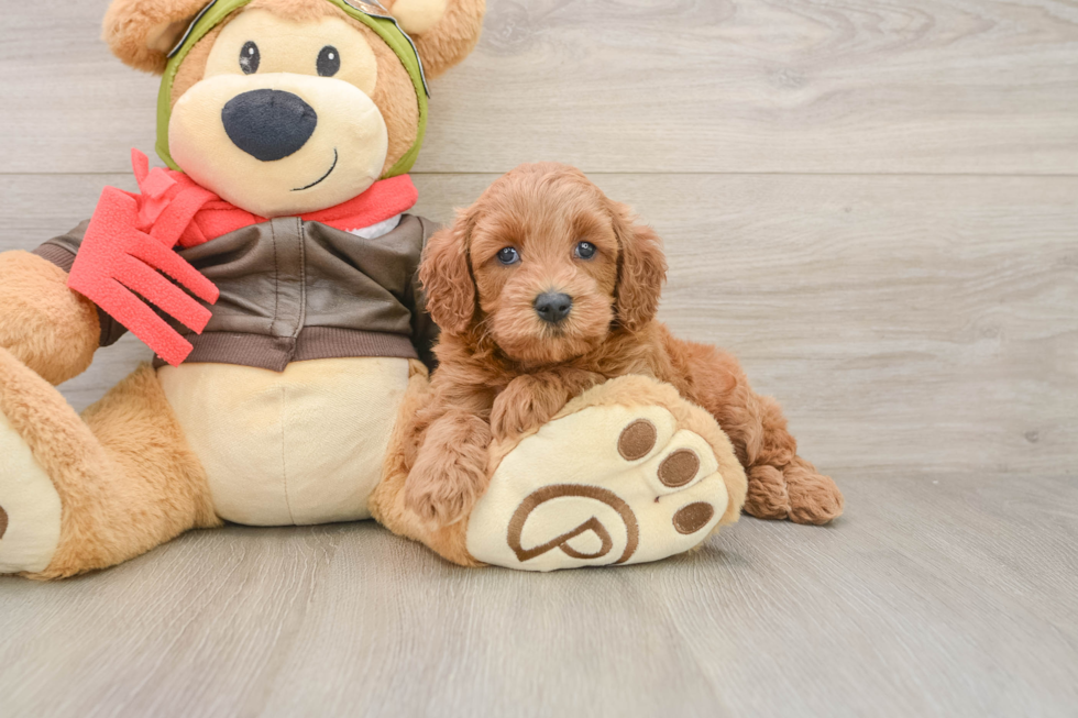 Popular Mini Goldendoodle Poodle Mix Pup