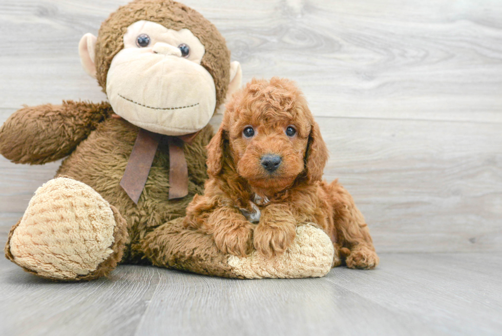 golden retriever poodle mix puppy