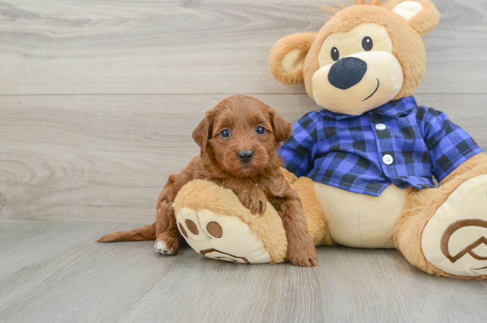 6 week old Mini Goldendoodle Puppy For Sale - Florida Fur Babies