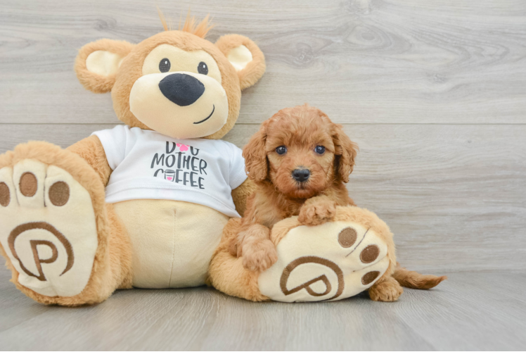 Mini Goldendoodle Puppy for Adoption