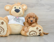 8 week old Mini Goldendoodle Puppy For Sale - Florida Fur Babies