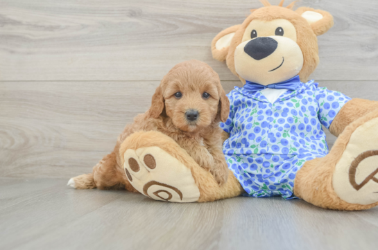 Funny Mini Goldendoodle Poodle Mix Pup