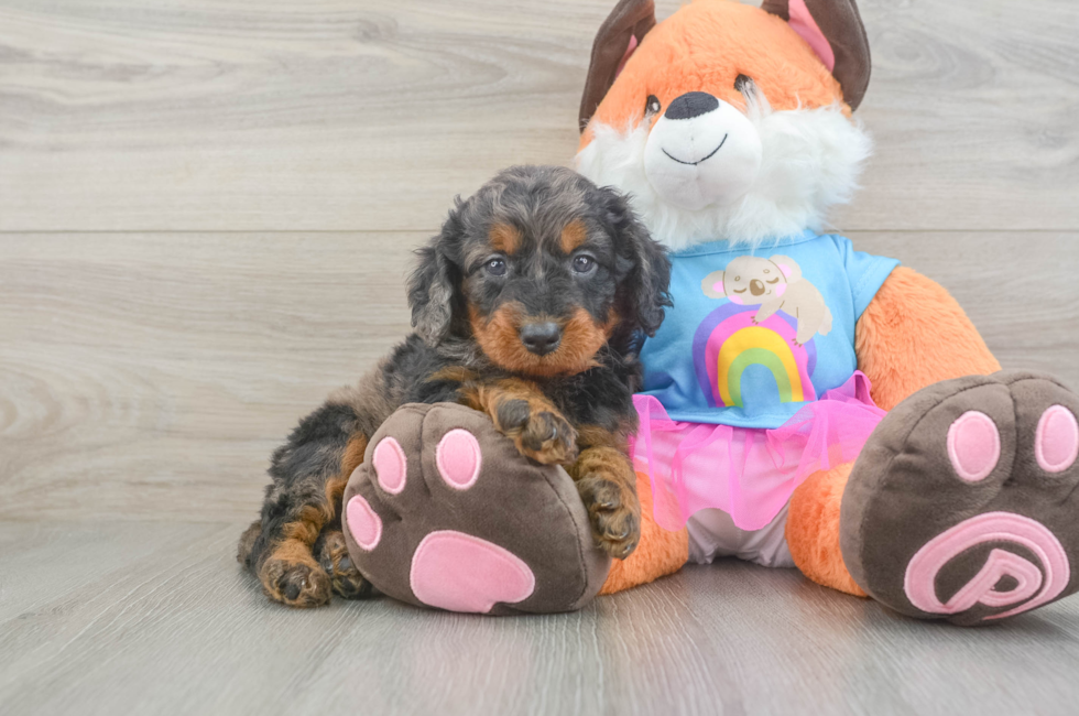 5 week old Mini Goldendoodle Puppy For Sale - Florida Fur Babies