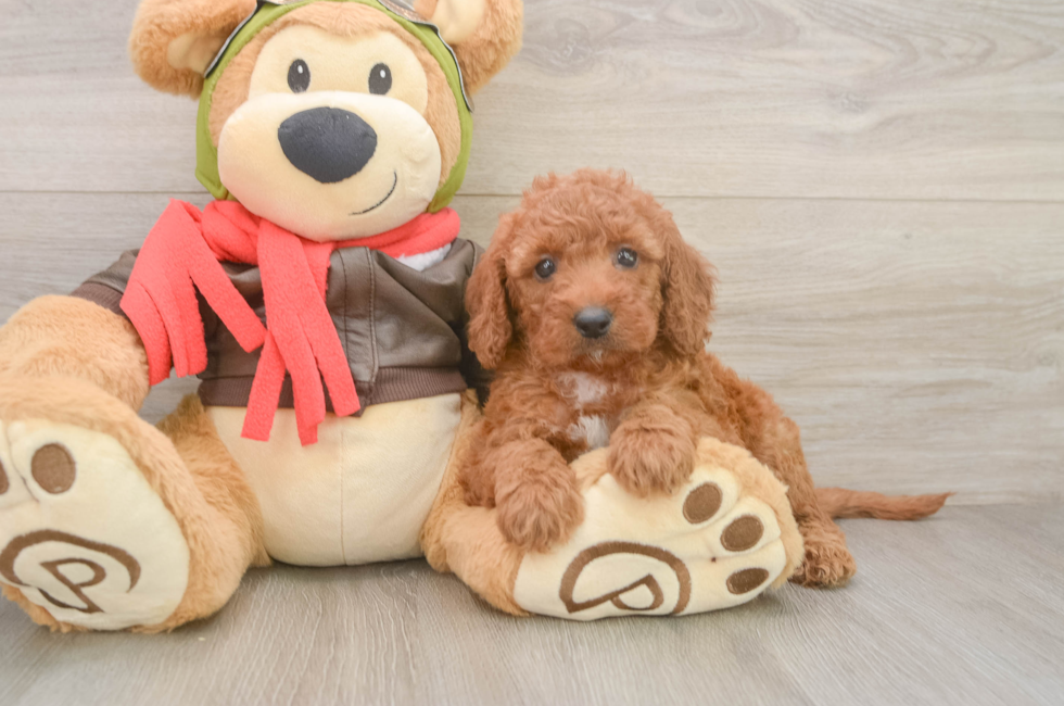 6 week old Mini Goldendoodle Puppy For Sale - Florida Fur Babies