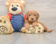5 week old Mini Goldendoodle Puppy For Sale - Florida Fur Babies