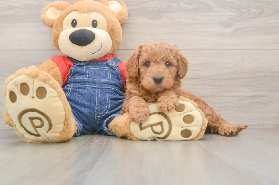 5 week old Mini Goldendoodle Puppy For Sale - Florida Fur Babies