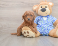 7 week old Mini Goldendoodle Puppy For Sale - Florida Fur Babies