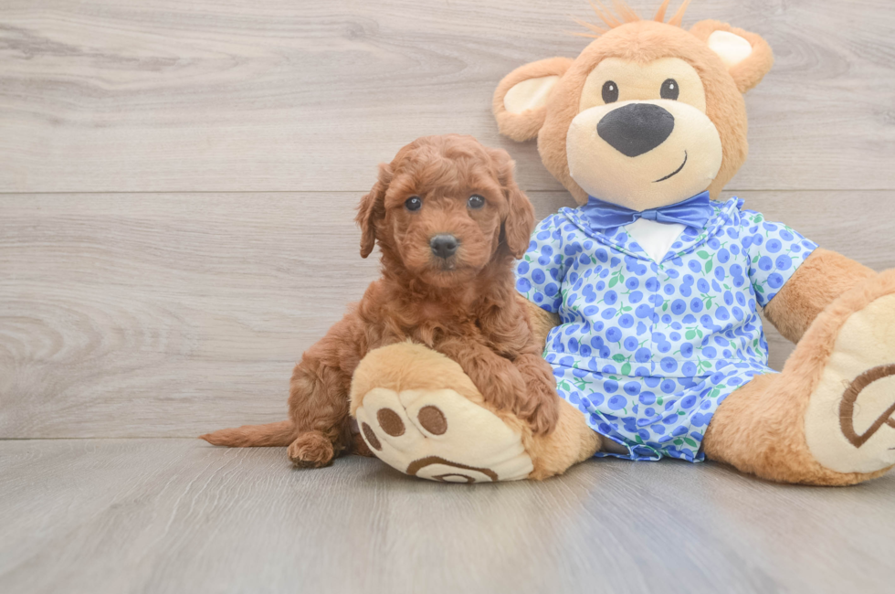 6 week old Mini Goldendoodle Puppy For Sale - Florida Fur Babies