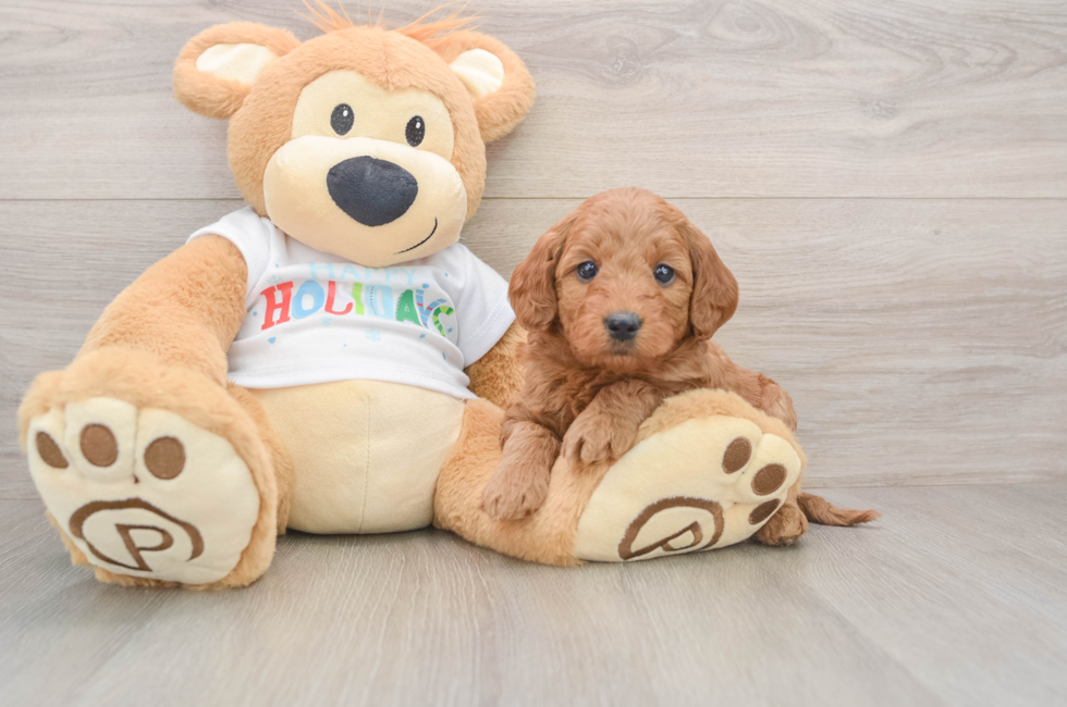 5 week old Mini Goldendoodle Puppy For Sale - Florida Fur Babies