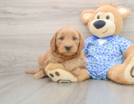 7 week old Mini Goldendoodle Puppy For Sale - Florida Fur Babies