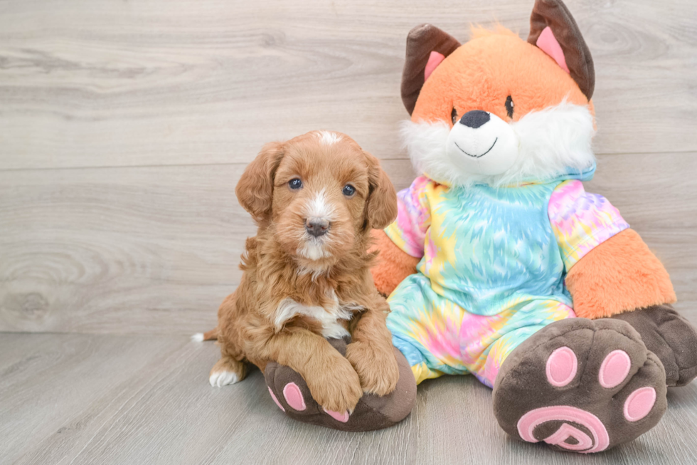 Sweet Mini Goldendoodle Baby