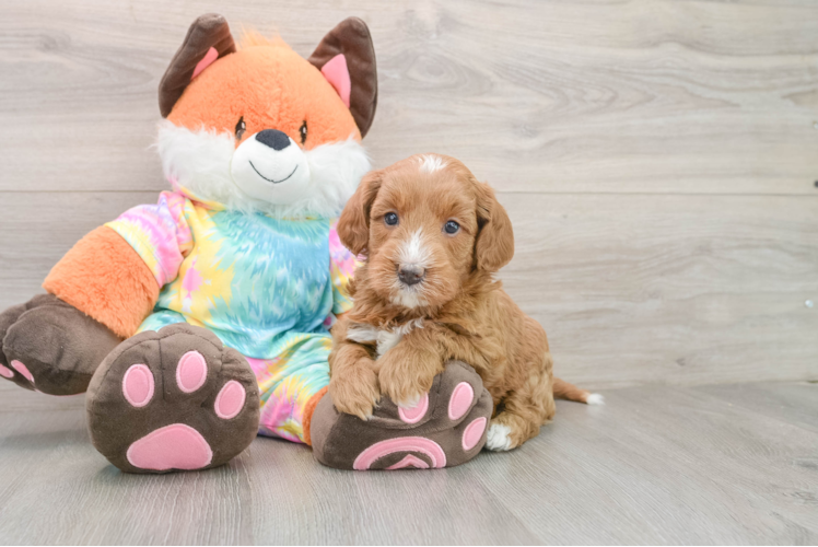 Best Mini Goldendoodle Baby