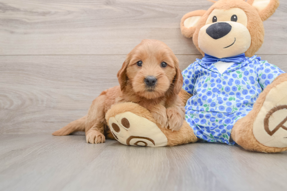 Mini Goldendoodle Pup Being Cute