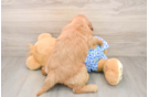 Best Mini Goldendoodle Baby