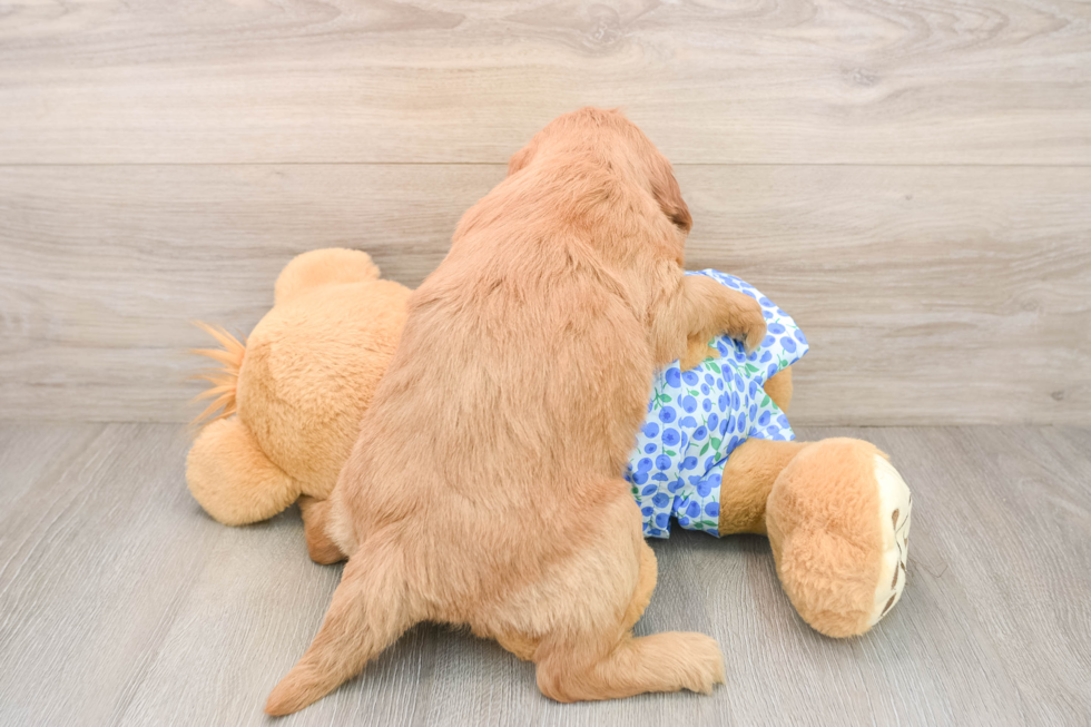 Best Mini Goldendoodle Baby