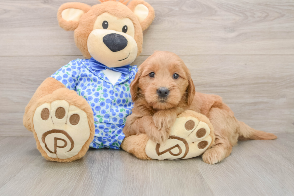 Popular Mini Goldendoodle Poodle Mix Pup