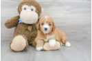 Meet Basha - our Mini Goldendoodle Puppy Photo 2/3 - Florida Fur Babies