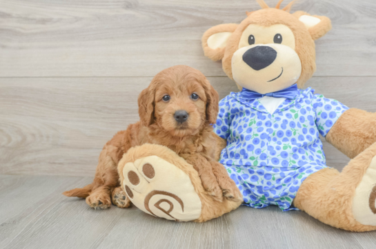 Fluffy Mini Goldendoodle Poodle Mix Pup