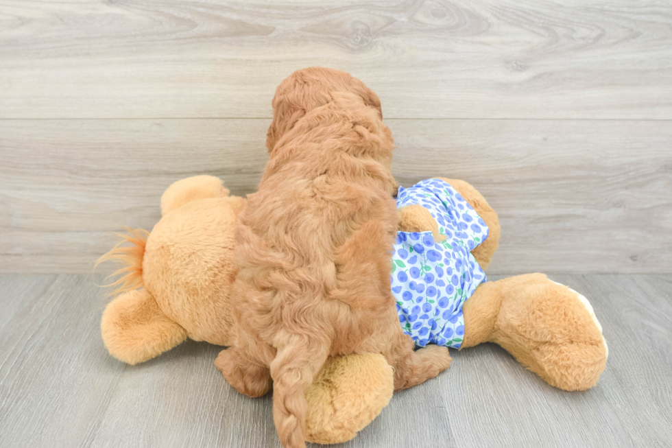 Mini Goldendoodle Puppy for Adoption