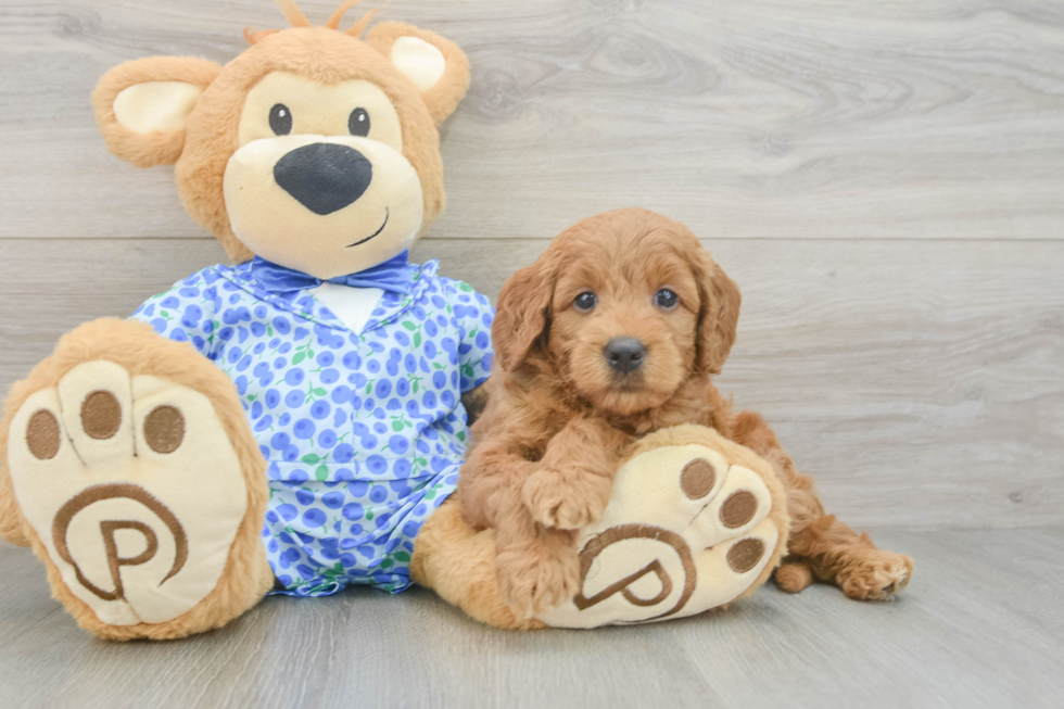Best Mini Goldendoodle Baby