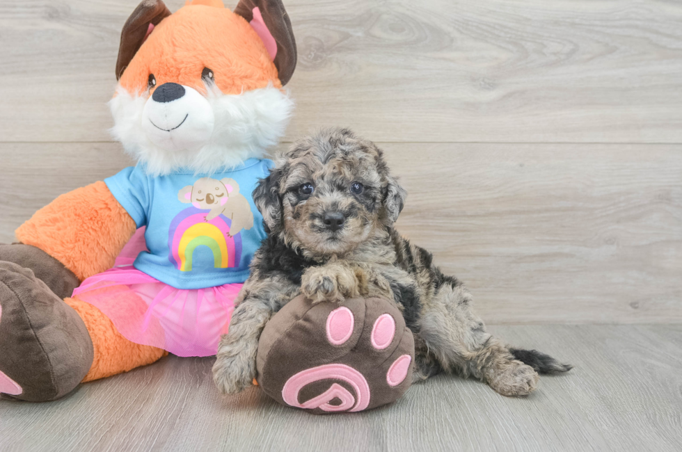 5 week old Mini Goldendoodle Puppy For Sale - Florida Fur Babies