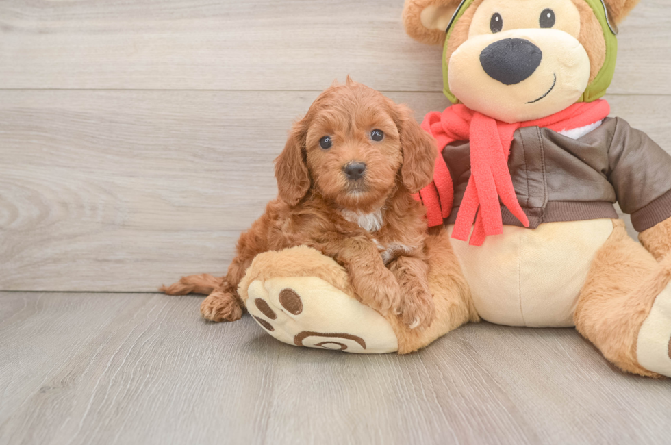 6 week old Mini Goldendoodle Puppy For Sale - Florida Fur Babies