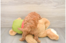 Happy Mini Goldendoodle Baby
