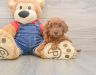6 week old Mini Goldendoodle Puppy For Sale - Florida Fur Babies