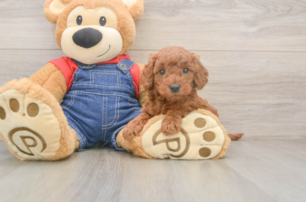 5 week old Mini Goldendoodle Puppy For Sale - Florida Fur Babies
