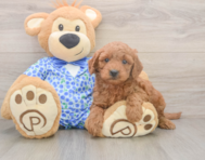 7 week old Mini Goldendoodle Puppy For Sale - Florida Fur Babies
