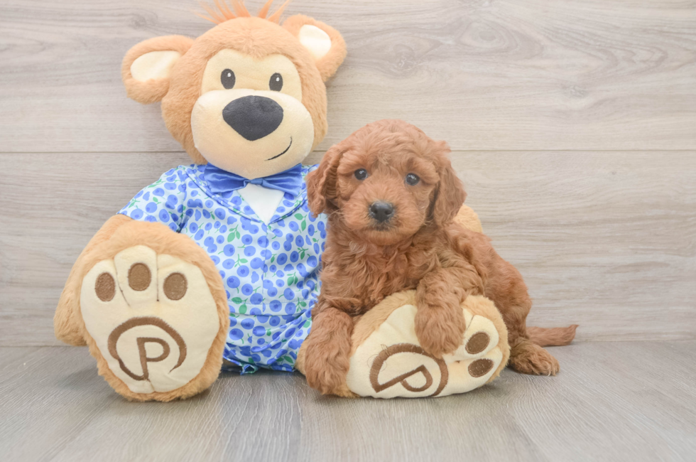 6 week old Mini Goldendoodle Puppy For Sale - Florida Fur Babies