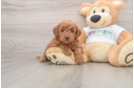 Mini Goldendoodle Puppy for Adoption