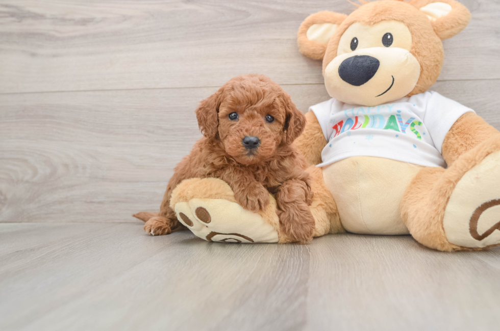 5 week old Mini Goldendoodle Puppy For Sale - Florida Fur Babies