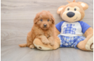Mini Goldendoodle Pup Being Cute