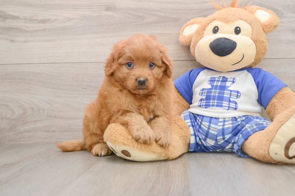 Mini Goldendoodle Pup Being Cute