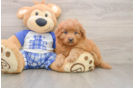 Popular Mini Goldendoodle Poodle Mix Pup