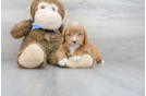 Meet Basil - our Mini Goldendoodle Puppy Photo 2/3 - Florida Fur Babies